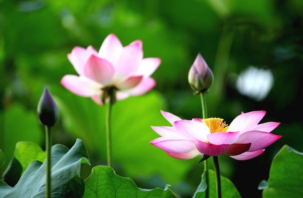 西湖荷花迎來最佳觀賞期。江志清攝