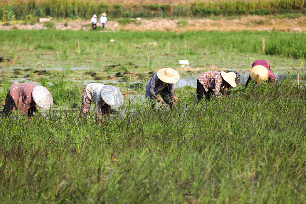 近日，湖州市德清縣鐘管鎮茅山村糧食功能區內，村民正在種植彩色水稻。白羽攝