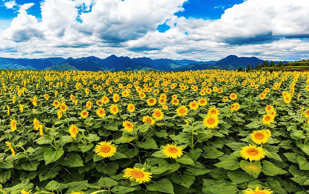 近日，溫州市永嘉縣楓林鎮兌垟村的向日葵花海全面盛開。永嘉縣融媒體中心供圖