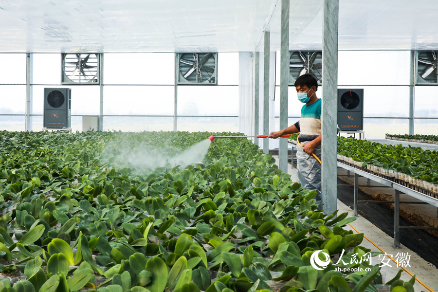 花藝師給蝴蝶蘭幼苗施肥，為春節旺季做準備。人民網 陶濤攝