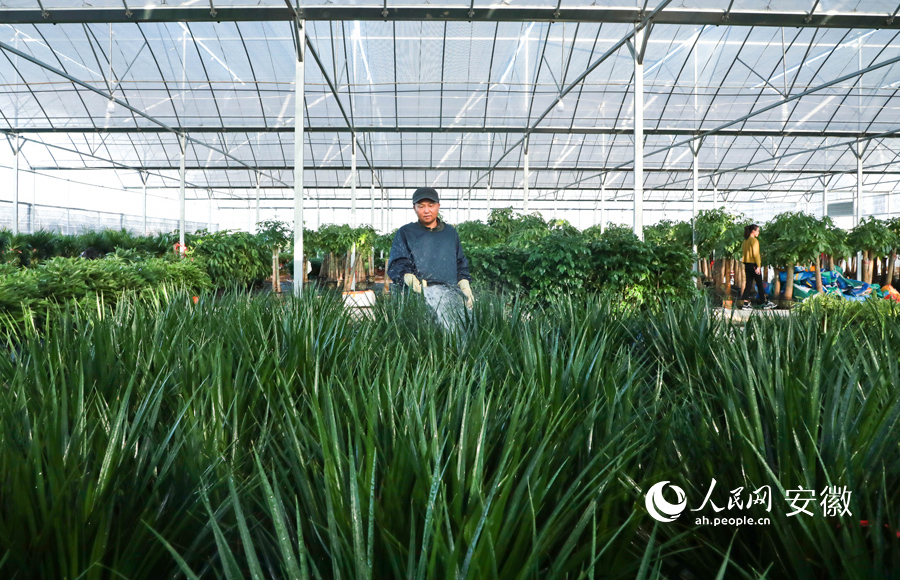 花藝師正在給大棚內綠植澆水。人民網 陶濤攝