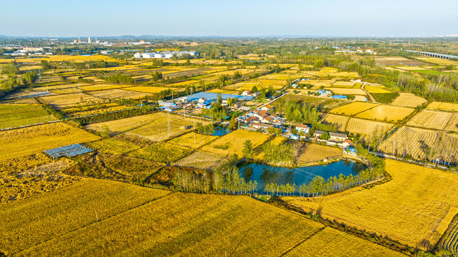 俯瞰鄧壩村高標準農田。趙辰攝