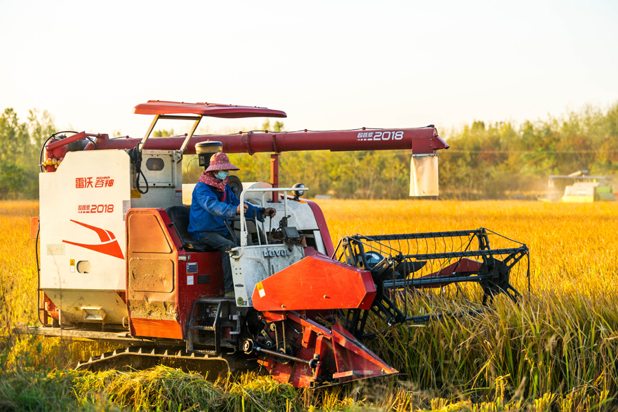 專業化機械設備收割水稻。趙辰攝