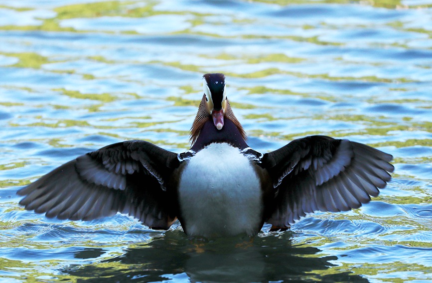 鴛鴦陸續來到西湖過冬。王孝東攝