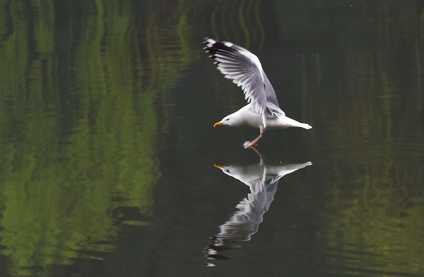 織女銀鷗會在11月份到達西湖過冬。陸建利攝