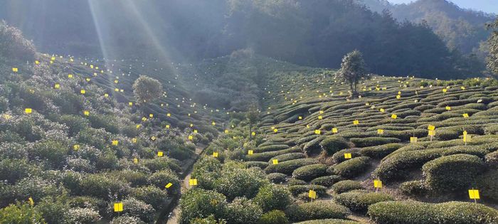黃山休寧茶園里遍布“小黃板”。休寧縣委宣傳部供圖