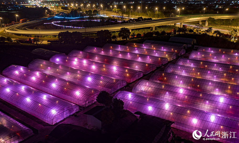1月16日晚，寧波市鎮海區駱駝街道的阿歡草莓園藝場，數百盞加溫燈、生長燈點亮鄉野間的大棚。人民網 章勇濤攝