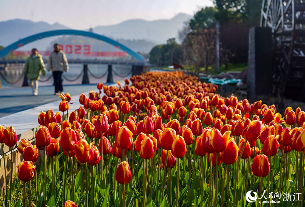 2月21日，麗水市云和縣浮云溪畔，市民游客正在花海間漫步，樂享美好春光。人民網 章勇濤攝