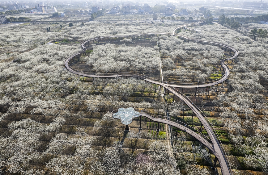 近日，浙江嘉興桐鄉市梧桐街道桃園村的千畝槜李花競相綻放。桐鄉市梧桐街道供圖