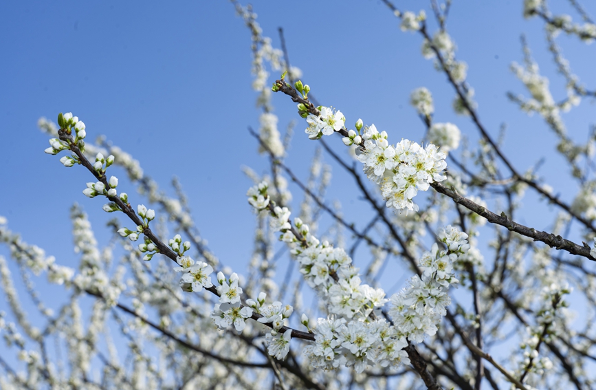 近日，浙江嘉興桐鄉市梧桐街道桃園村的千畝槜李花競相綻放。桐鄉市梧桐街道供圖