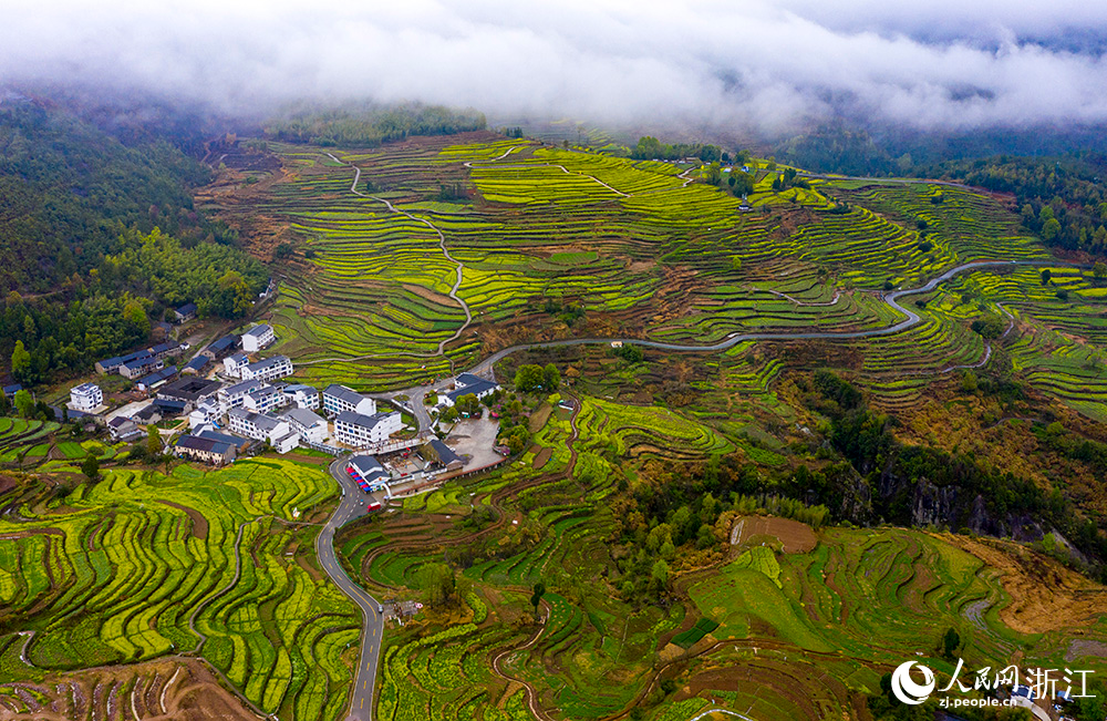 楊豐山村油菜花競相開放，構成一幅秀美的鄉村田園畫卷。人民網 章勇濤攝