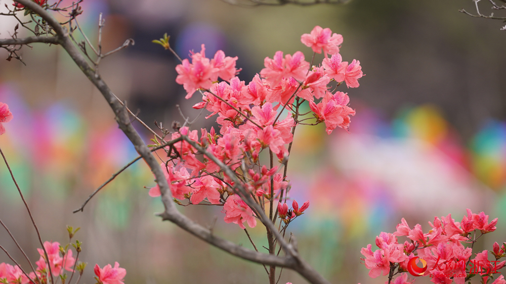 浙江仙居橫溪·白冠山第四屆杜鵑花節暨“文化賦能”行動在垟莊村啟動。人民網記者 郭揚攝