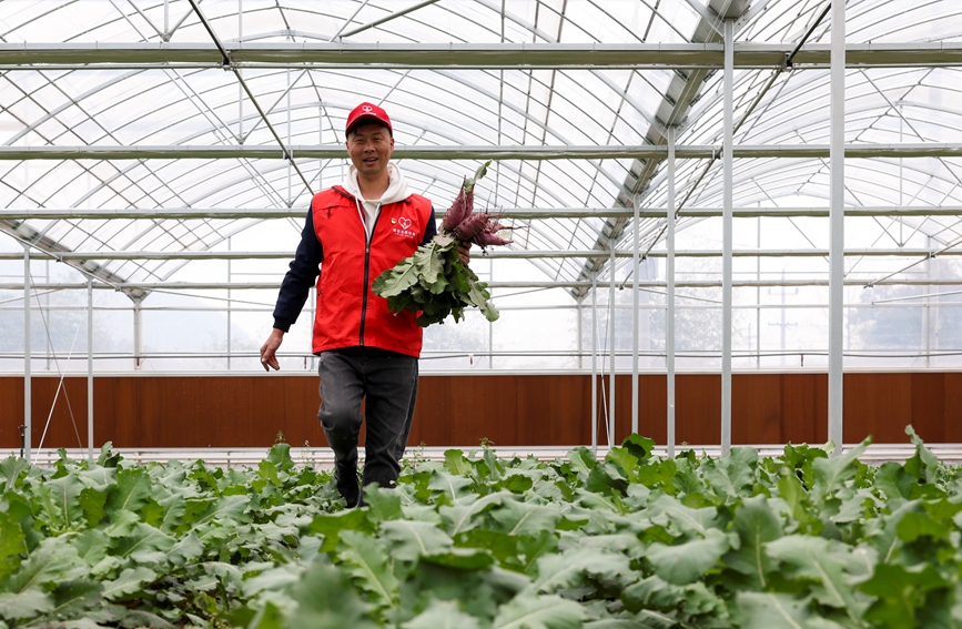 豐收季，夏仁蛟在“香溢”青創農場參與勞作。臺州煙草供圖