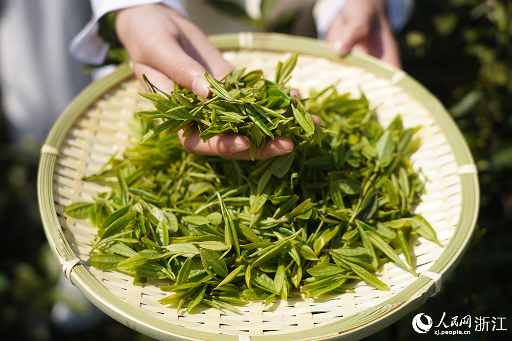 采摘后的春茶。人民網 章勇濤攝