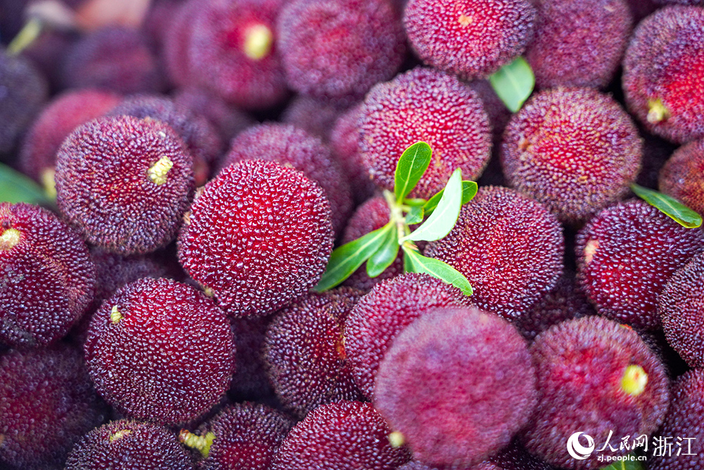 仙居楊梅。人民網 章勇濤攝