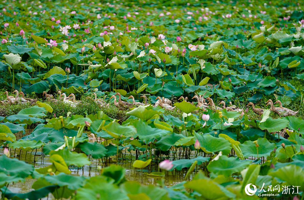 朵朵荷花下，一只只麻鴨穿梭其間，形成一幅動靜結合的美景。人民網 章勇濤攝