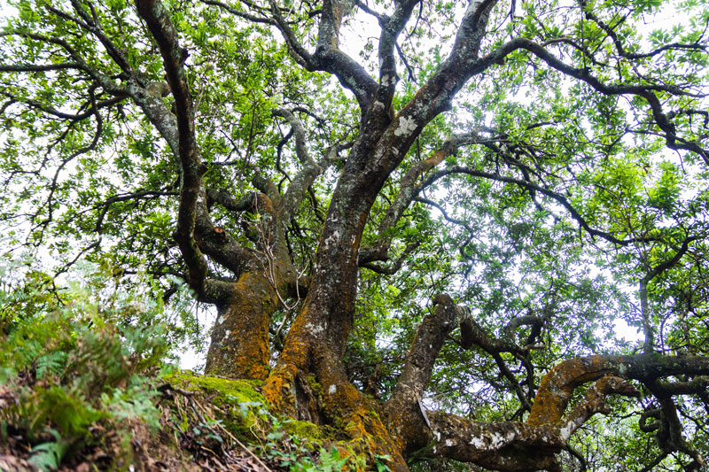 古楊梅樹。馮宇航攝