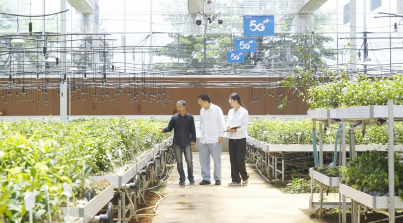 金山村5G智慧茶園。浙江移動供圖