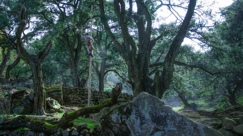 榧農在古香榧林里采摘。