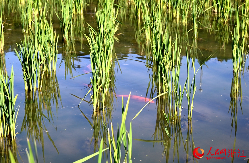 稻魚共生畫面。人民網記者 張麗瑋攝