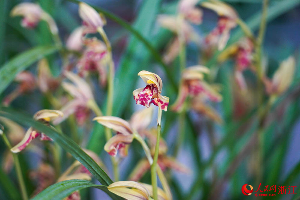 浙江省紹興市柯橋區漓渚鎮棠棣村的蘭花數字工廠里的蘭花。人民網 章勇濤攝