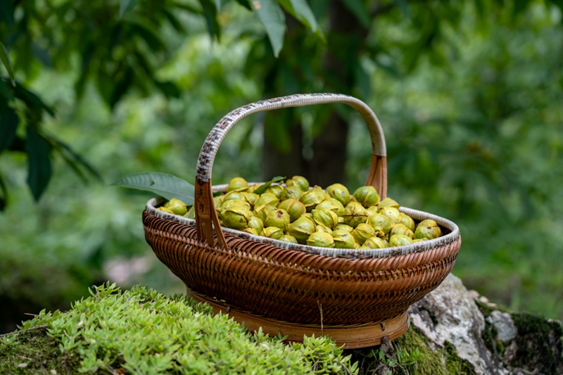 臨安山核桃的種植面積、產量、加工量均為全國第一。臨安區委宣傳部供圖