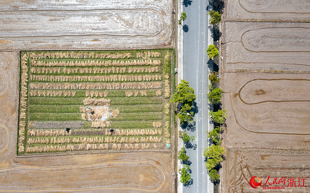 從空中俯瞰浙江省瑞安市曹村鎮的萬畝田園，春色如畫。人民網 章勇濤攝