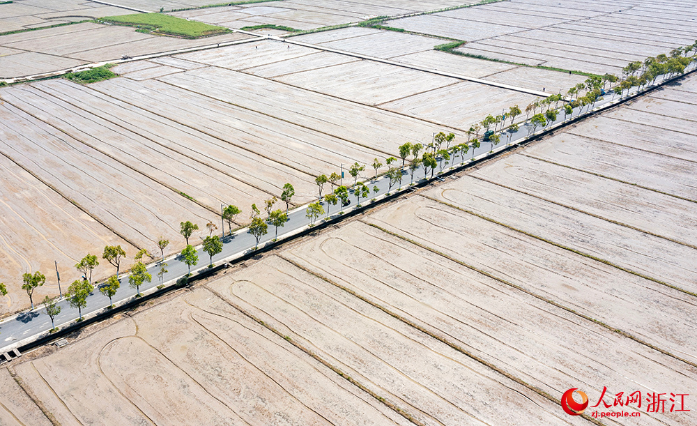 從空中俯瞰浙江省瑞安市曹村鎮的萬畝田園，春色如畫。人民網 章勇濤攝