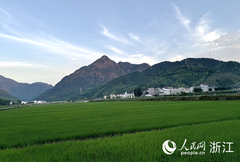 6月中旬，孫家畈村綠油油的稻田一眼望不到邊。人民網 方彭依夢攝