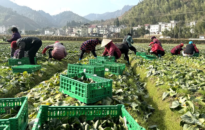 今年3月，孫家畈村村民正在田里采摘牛心甘藍。受訪者供圖