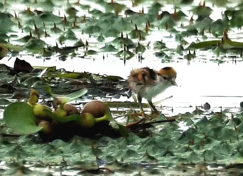 剛出生的水雉寶寶。向生寶攝