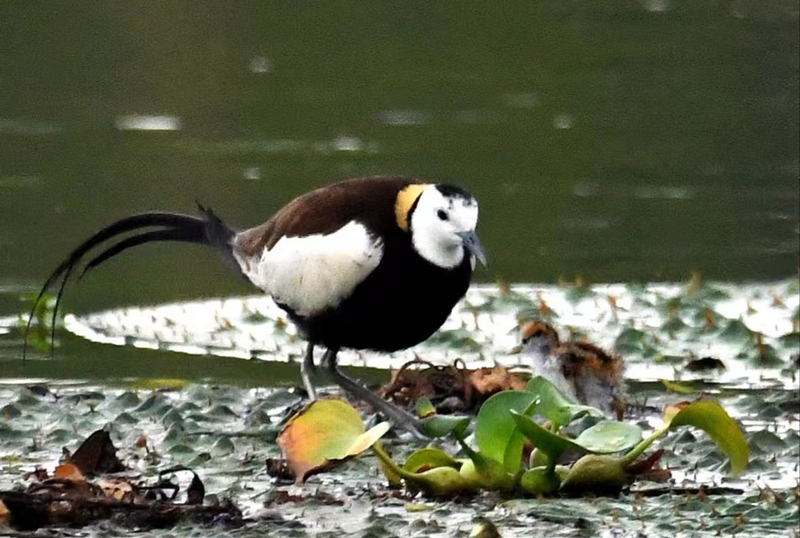 水雉及剛出生的水雉寶寶。向生寶攝