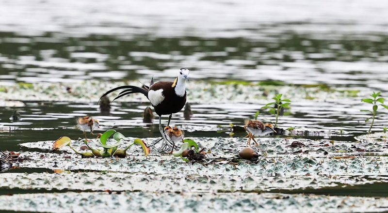 水雉及剛出生的水雉寶寶。施新新攝