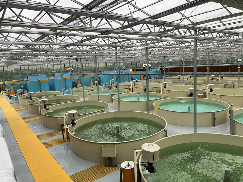 石斑魚養殖車間。王俊杰攝