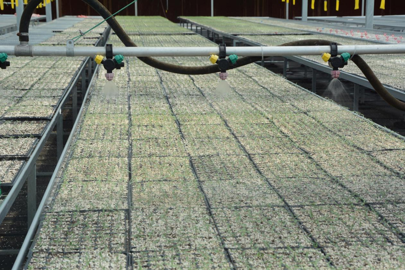 大棚里，一排排育苗盤整齊擺放。文成縣委宣傳部供圖