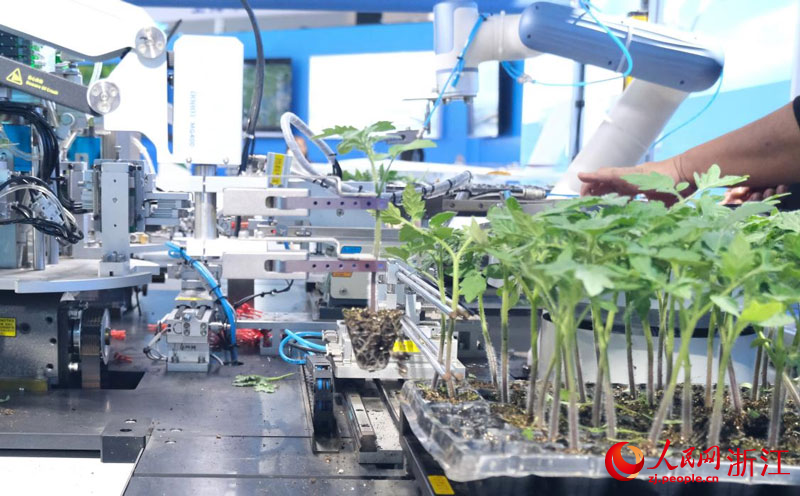 機械臂正在進行嫁接作業。人民網 程欣攝