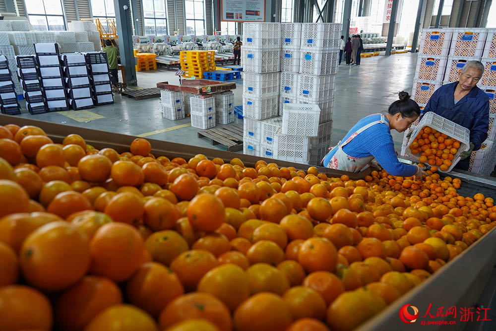  工人將柑橘搬運上生產線。人民網 章勇濤攝