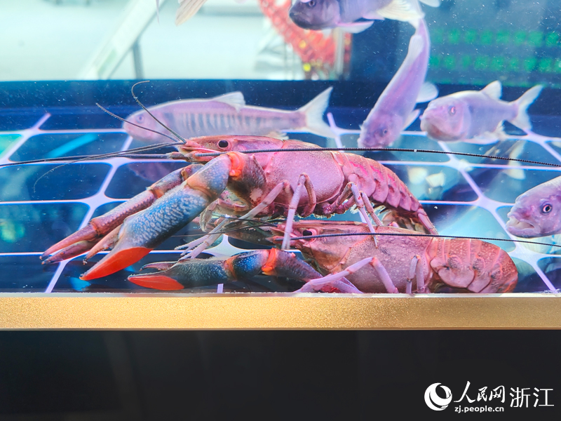 紅螯螯蝦。人民網 劉欣蔚攝