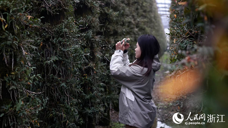 訪客游覽石斛文化園。人民網記者 郭揚攝