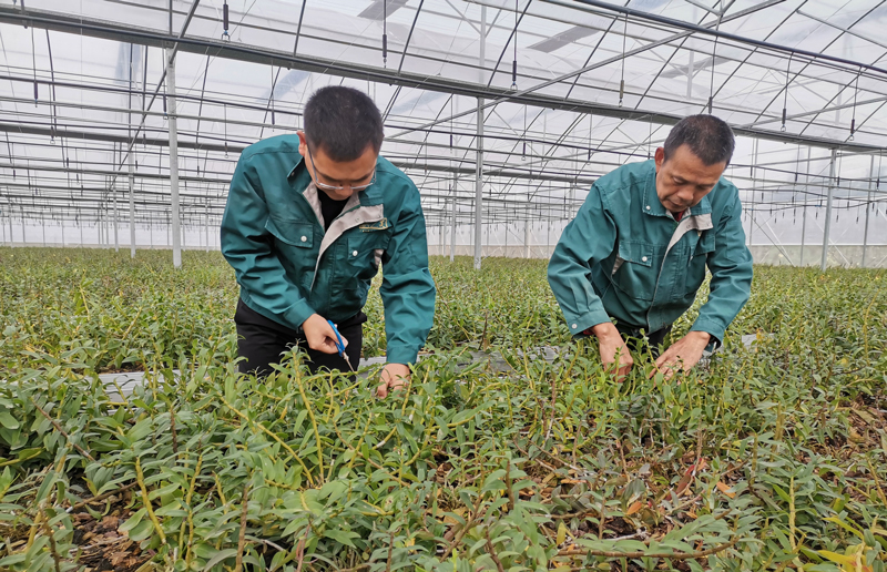 斛農正在收割成熟的石斛。受訪者供圖