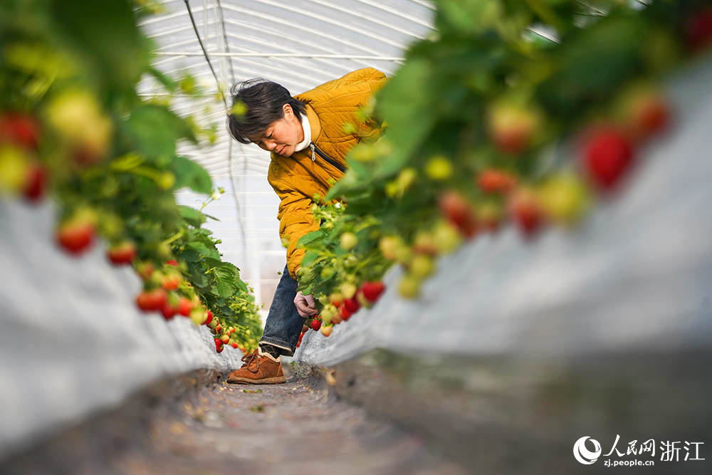 近日，在寧波市奉化區尚田街道一處草莓種植基地，果農正在采摘草莓。人民網 章勇濤攝
