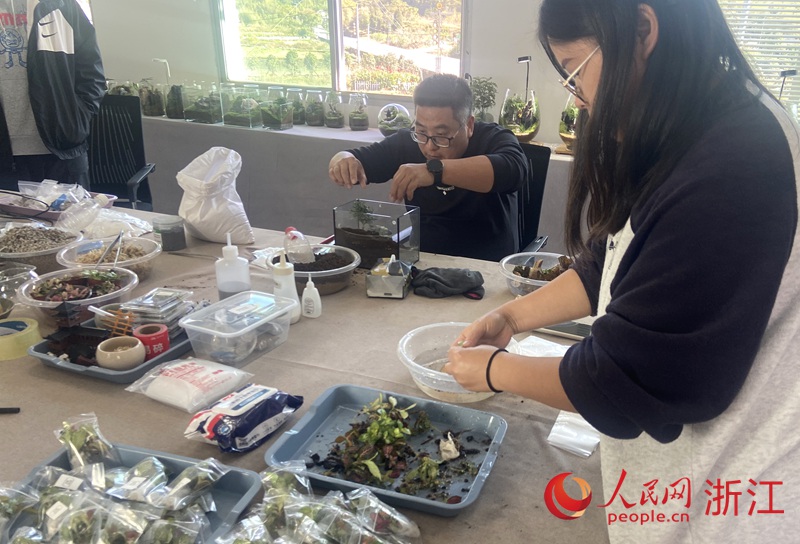 制作苔蘚微景觀。人民網 方彭依夢攝