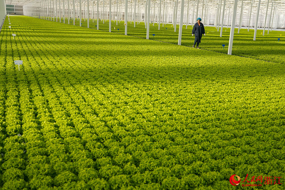 在浙江省嘉興市嘉善縣一智慧農場，工人在查看蔬菜生長情況。人民網 章勇濤攝