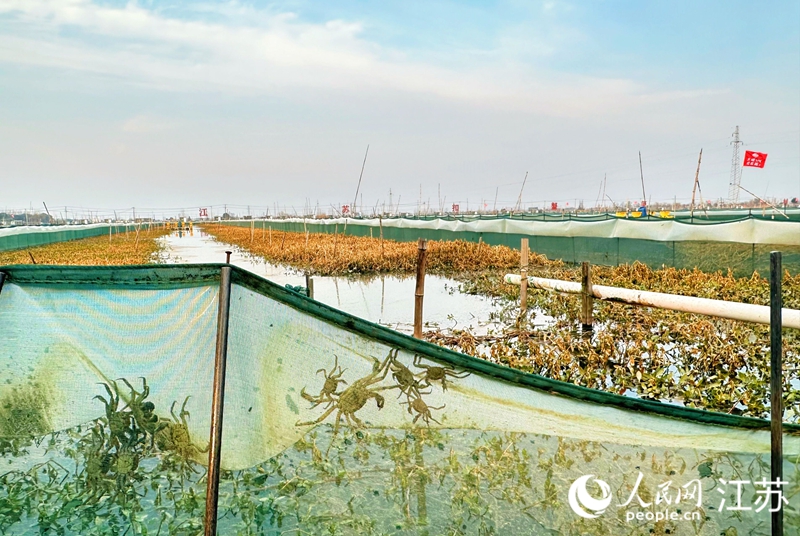 興湖社區扣蟹養殖基地里，扣蟹和早熟蟹爬上了防爬網。人民網 周夢嬌攝