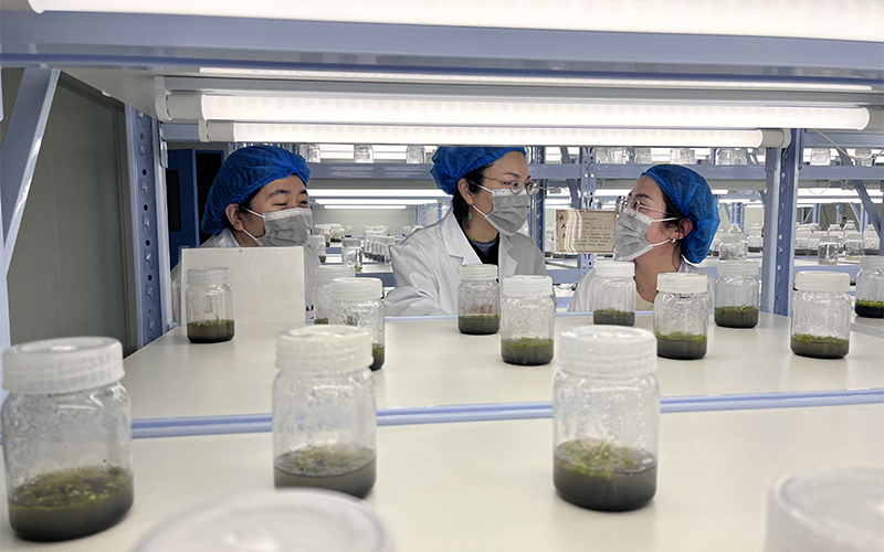 “共享人才”在浙江中醫藥大學松陽研究院工作。王雯靜攝