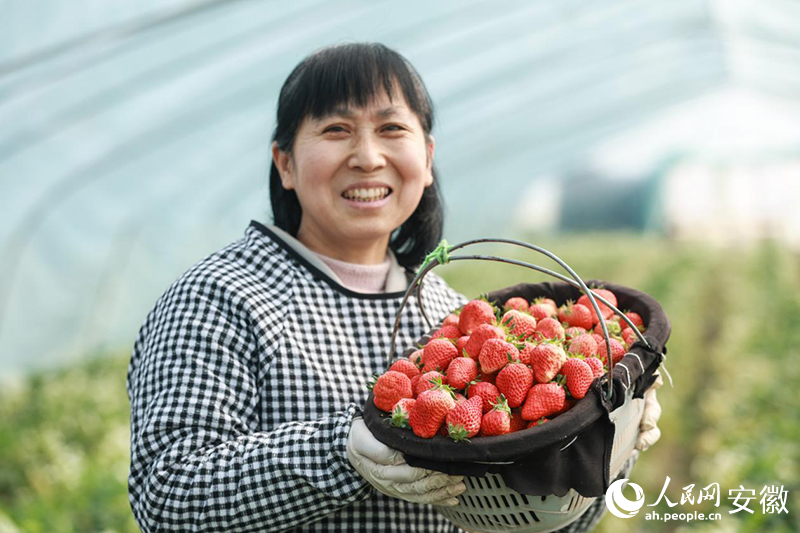 新鮮采摘的草莓。人民網記者 張俊攝