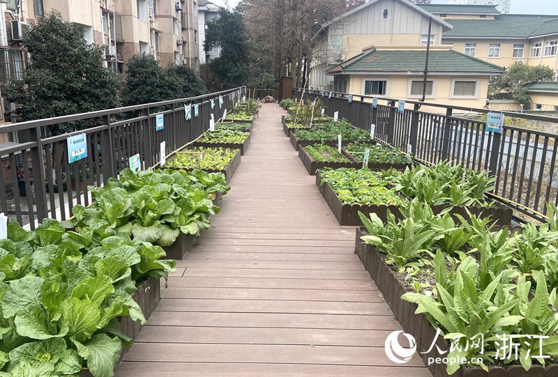 幸福鄰里坊樓頂的共享菜園。人民網 方彭依夢攝