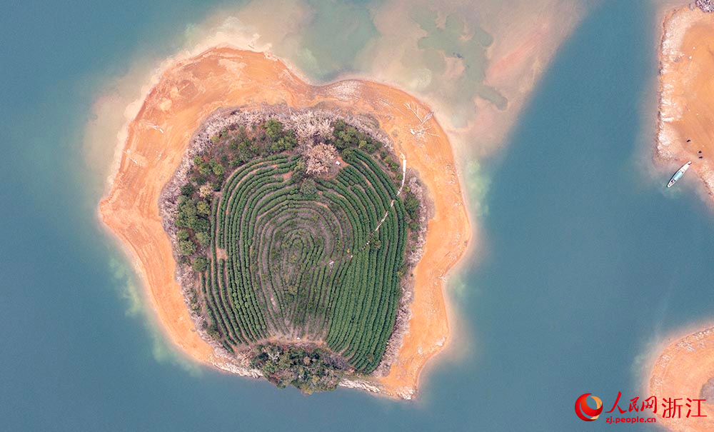 在浙江淳安，茶農正在采摘春茶。人民網 章勇濤攝