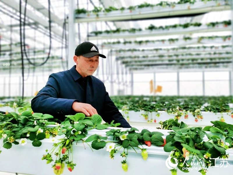 陳正海查看高空草莓生長情況。人民網 周夢嬌攝