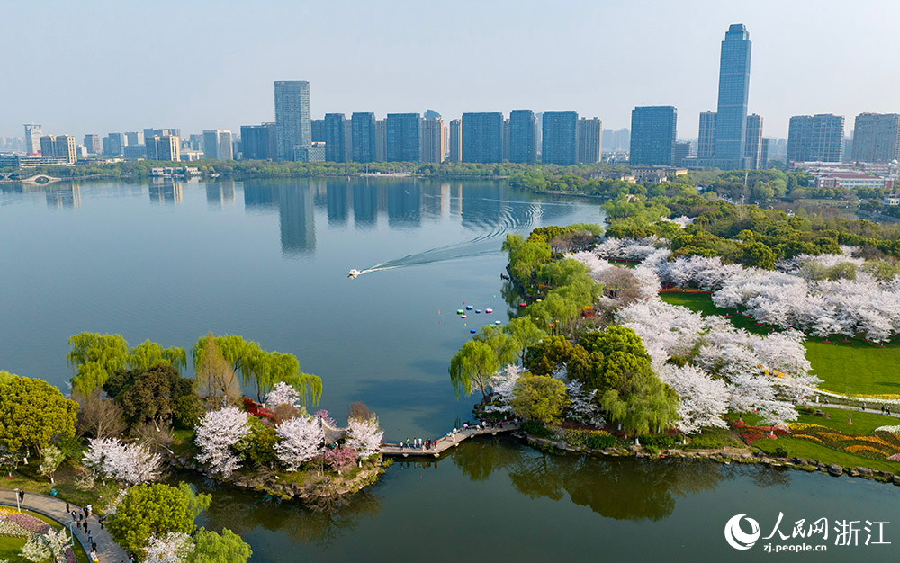 近日，紹興市柯橋區瓜渚湖畔的櫻花和郁金香大面積盛開，澄澈湖水波光粼粼，倒映著遠處錯落有致的現代樓宇，形成一幅城市與自然和諧相融的美妙畫卷。人民網 章勇濤攝